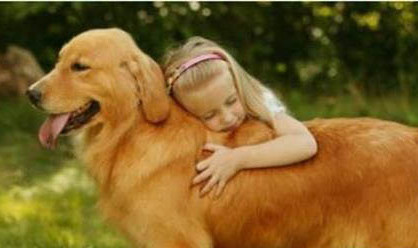 金毛導盲犬多少錢一只