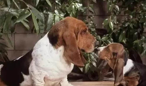 高加索犬吃多了吐了怎么辦