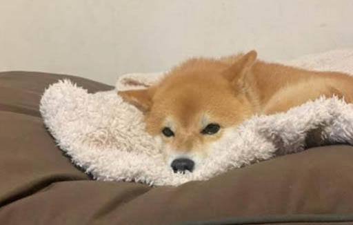 狗狗幾天洗一次澡?