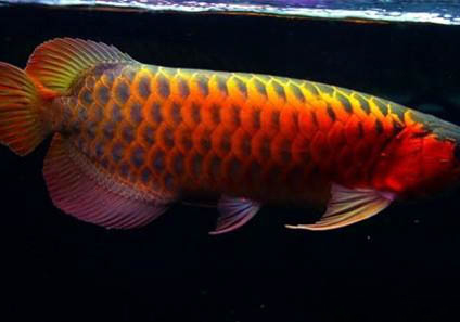 便宜的龍魚有哪些品種