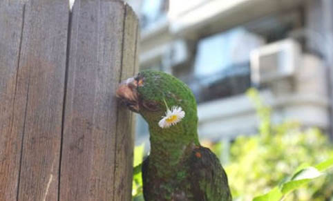 玄鳳鸚鵡不吃東西怎么辦？