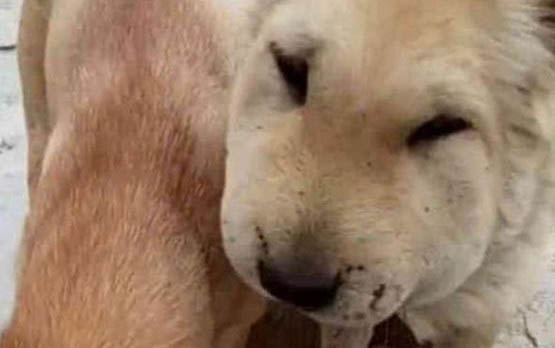 狗狗得了副流感怎么治好