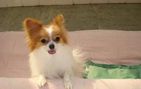 蝴蝶犬冠狀病毒愈后注意事項