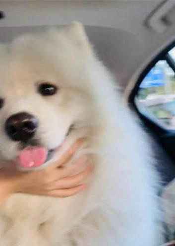 棉花面紗犬哪里有賣