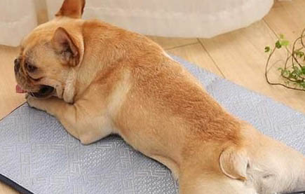 狗一天最多吃幾個蛋黃