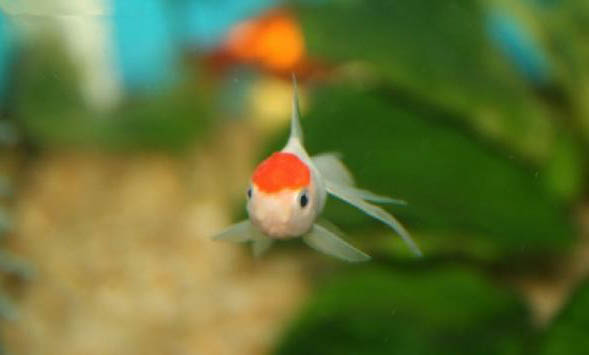 養(yǎng)魚(yú)放水草好嗎