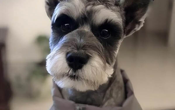 雪納瑞幼犬多久可以吃干糧了