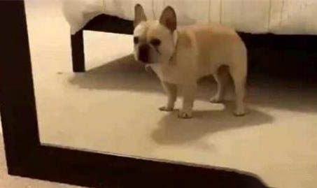 狗狗翻腸子要熬過幾天才能活下來