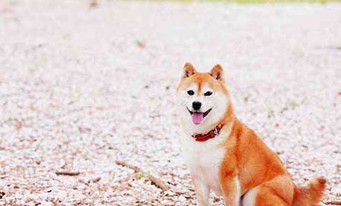 日本柴犬智商高嗎,智商排名第79相當于三四歲小孩