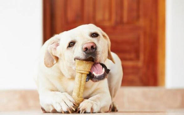 犬舍的狗怎么樣呢?