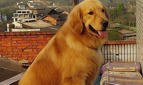 犬瘟要治療多久