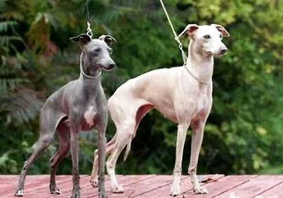 格力犬價格多少錢一只