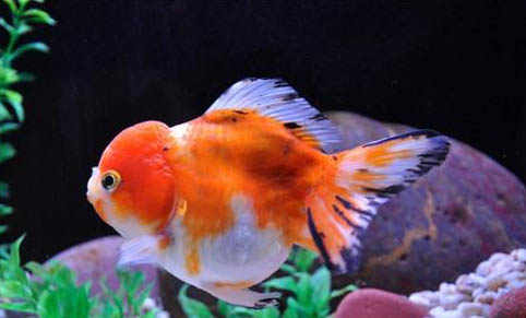 魚(yú)魚(yú)在角落里扎
