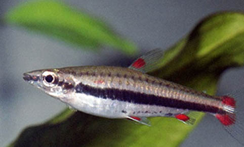 刀魚科淡水魚飼養(yǎng)方法