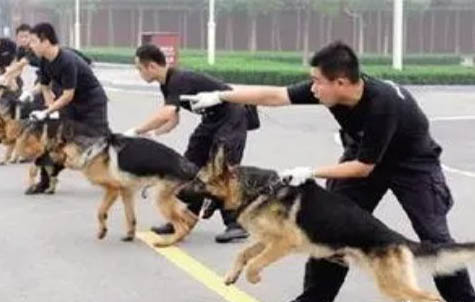 家里兩只狗整天打架怎么辦