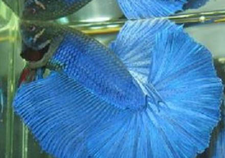 泰國斗魚需要光照嗎