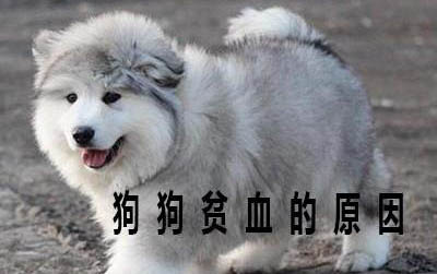 小狗眼睛有膿性眼屎,眼睛睜不開了