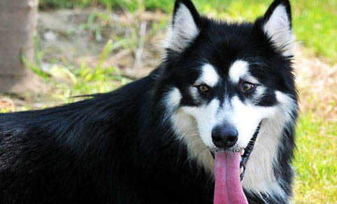 犬舍哈士奇多少錢