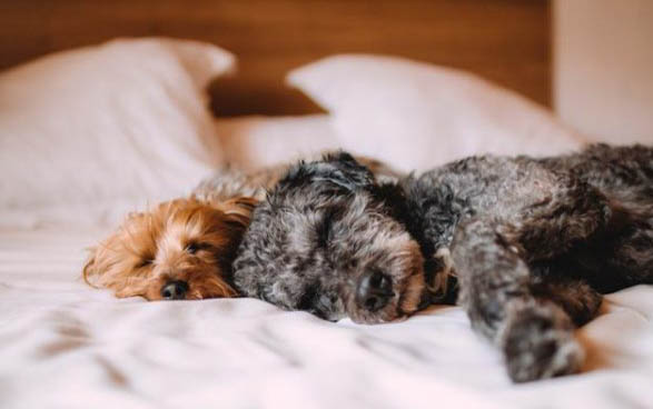 犬狗呼吸聲音大的原因及處理方法