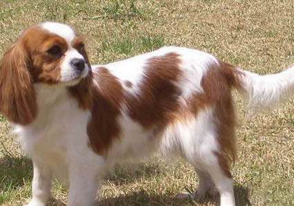 田野小獵犬嘔吐白沫是什么原因