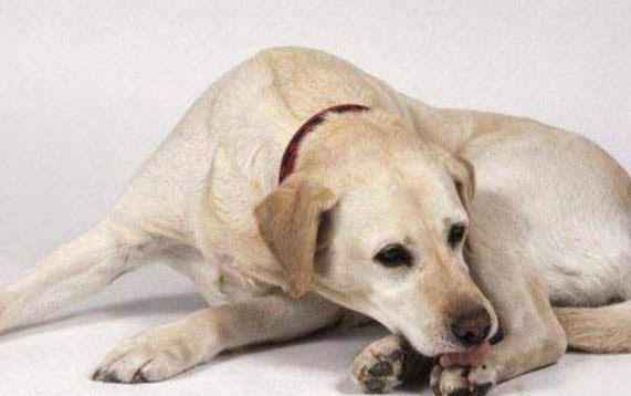 狗狗能吃生雞蛋嗎