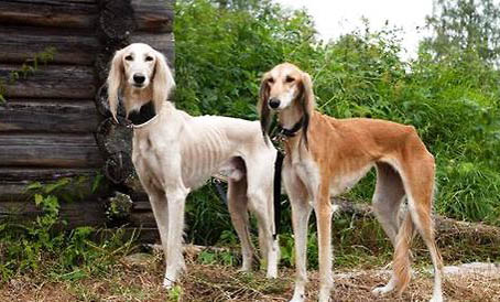 獵犬有哪些品種