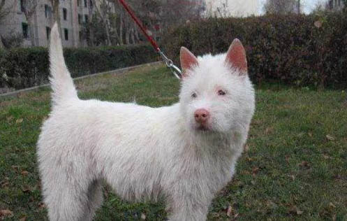下司犬出售600元