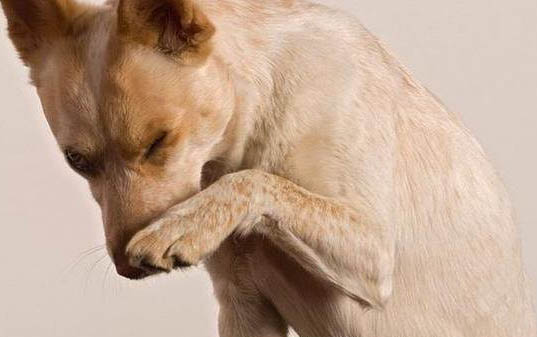 怎么從狗狗的便便中知道狗狗的健康
