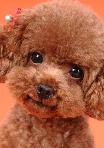 貴賓犬吃米飯能活多久