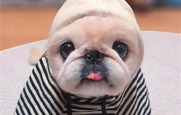 狗狗一直發抖是什么原因呀