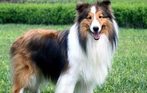 牧羊犬品種大全哪個貴啊
