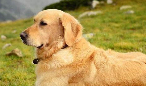 金毛犬什么時候磨牙
