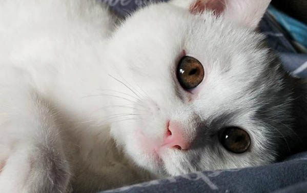 懷孕的貓能剃毛嗎