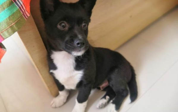 貓懷孕多久會孕吐?