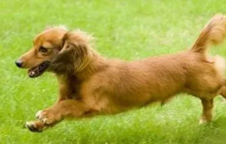 臘腸犬嘔吐是什么原因不吃東西