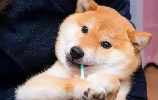 治療狗狗螨蟲特效藥有哪些