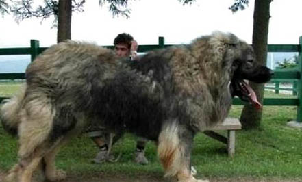 巨型犬體型有哪些