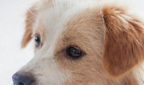 德牧犬不愛吃食怎么辦
