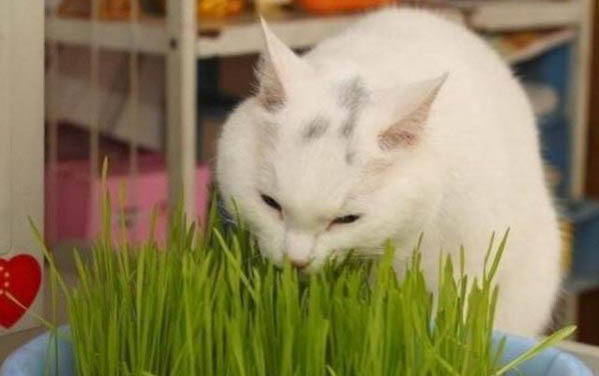貓咪口腔上顎有塊黑色