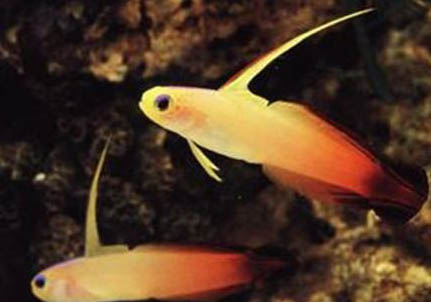 鳳尾魚爛尾巴是什么原因