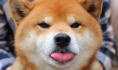 日本秋田犬價格多少錢一只