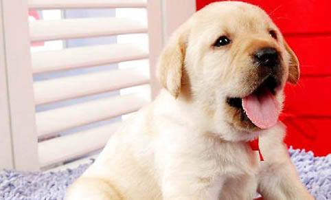 成年拉布拉多犬多重正常