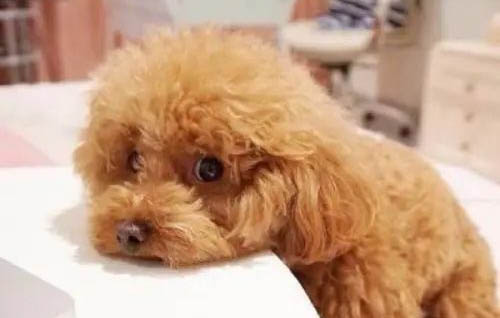 泰迪茶杯犬能長多大,泰迪茶杯犬喂養的注意事項
