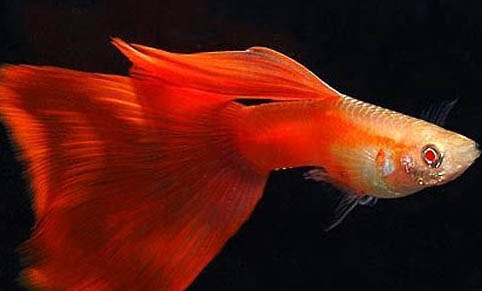 孔雀魚和斗魚能一起養嗎