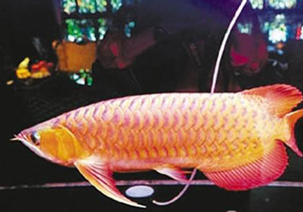 一條金龍魚多少錢