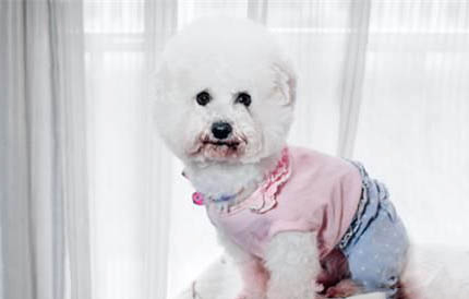 比熊犬淚痕的產(chǎn)生原因及處理方法