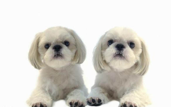 狗狗能喝冰水么?
