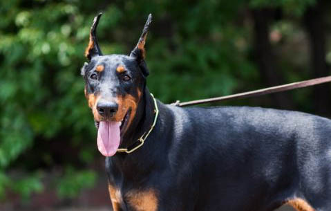 德國杜賓犬圖片