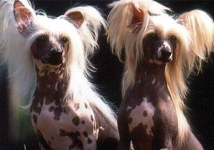 中國冠毛犬眼睛紅血絲的原因及處理方法