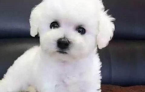 狗狗懷孕后期有哪些癥狀